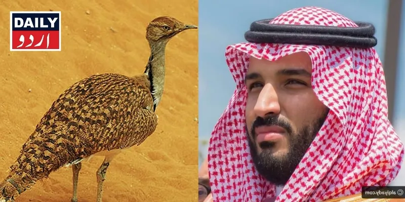 سیاست