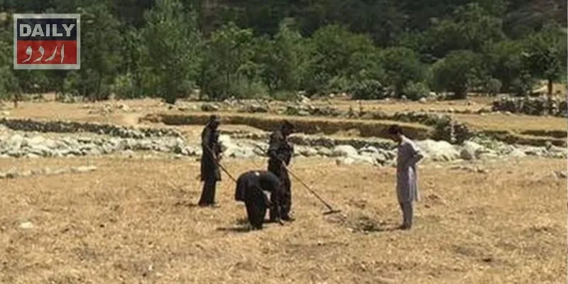 کورٹس