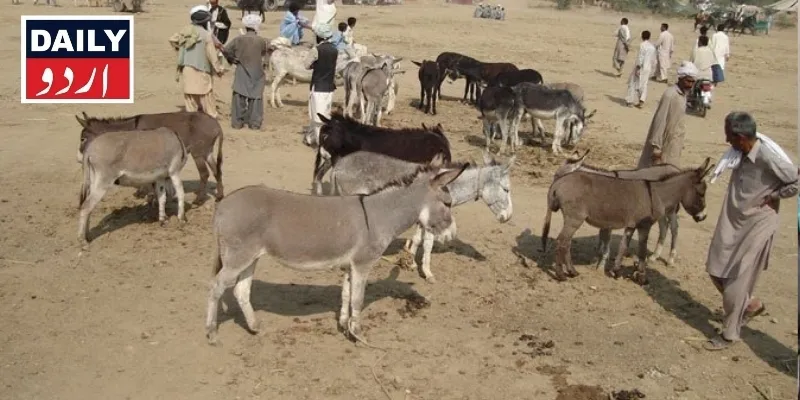 کاروبار
