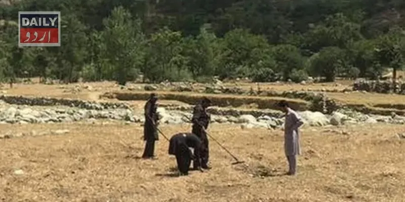 دہشتگردی