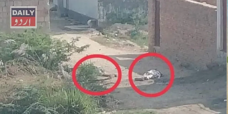 دہشتگردی