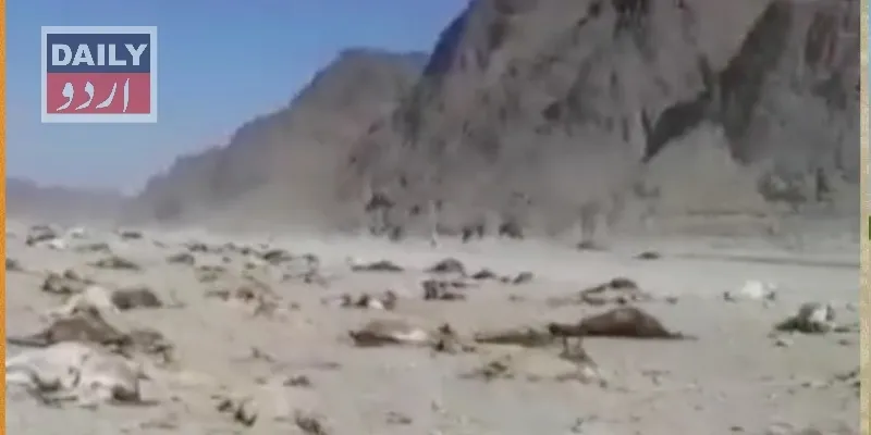 کاروبار