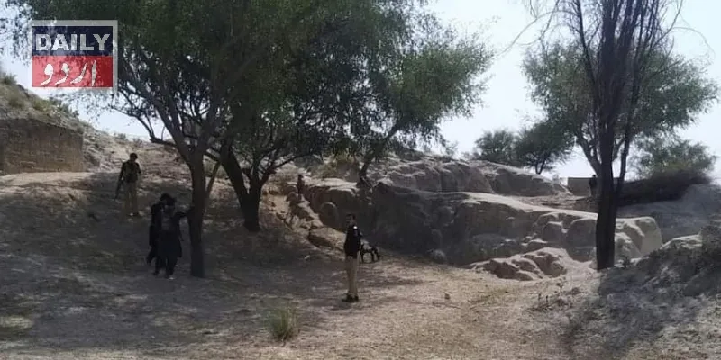 دہشتگردی