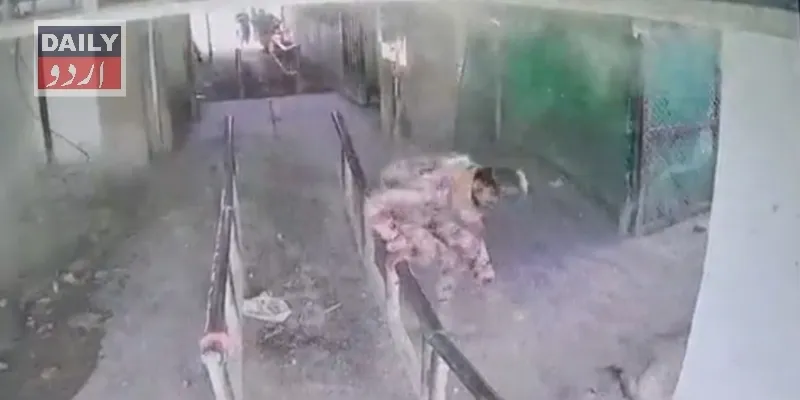 سیاست