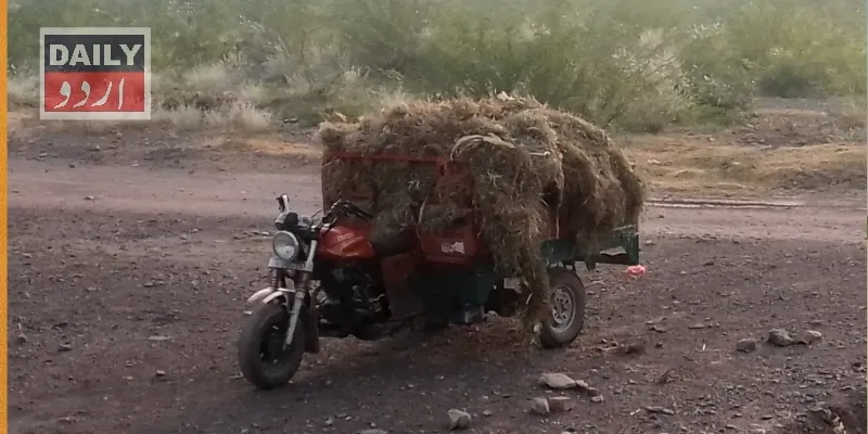 دہشتگردی